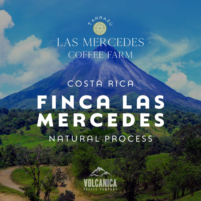 Costa Rica Coffee, Finca Las Mercedes, Natural Process - Volcanica Coffee