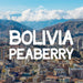 Bolivia Peaberry Coffees