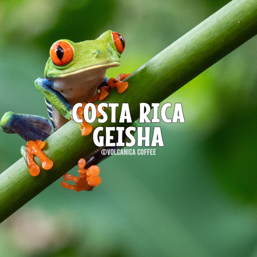 Costa Rica Geisha Coffee Beans 