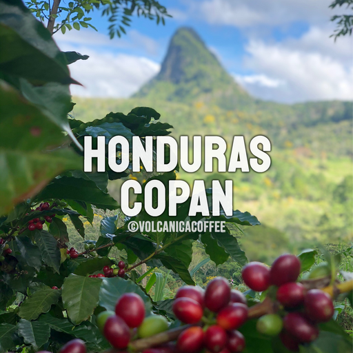 Honduras Coffee Wholesale