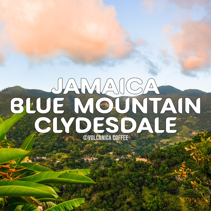 Jamaican Blue Mountain Coffee