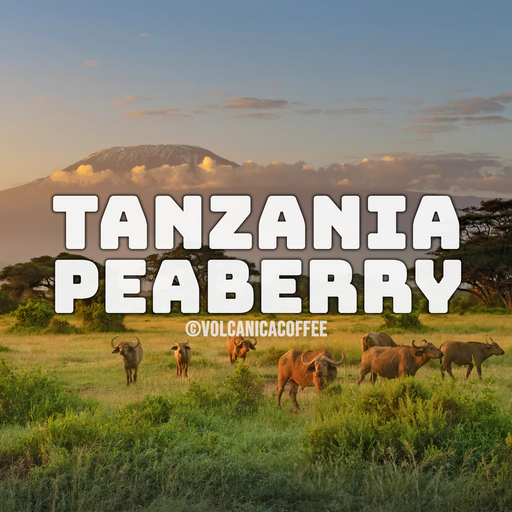 Tanzania Peaberry Coffees Wholesale
